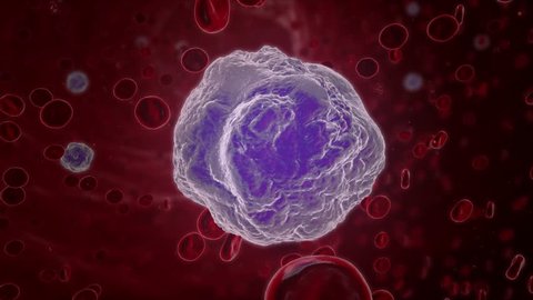 A white blood cell (leukocyte) in a blood stream with erythrocytes and blood platelets. Leukocytes are major contributors to our immune systems and health.