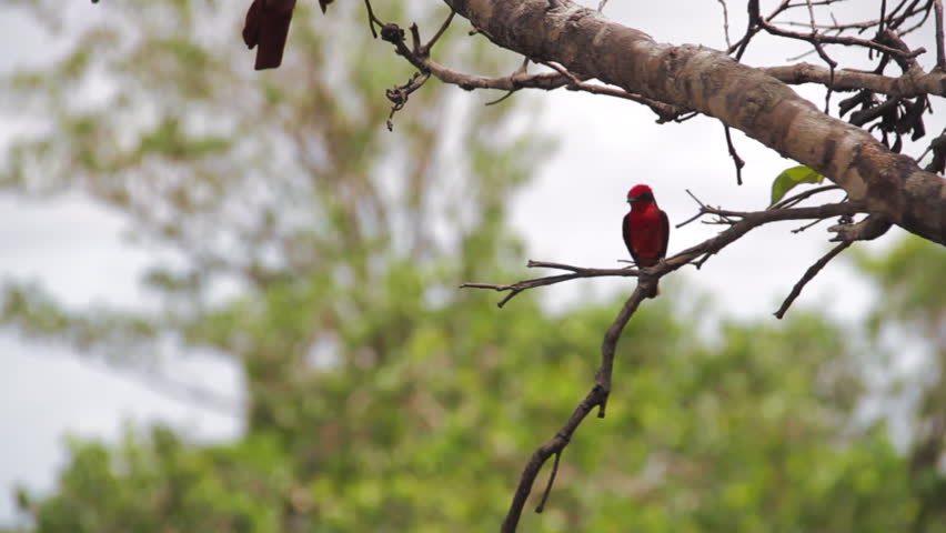Colorful cardinal flycatcher or Pyrocephalus rubinus, perches on the branch of a tree in the plains of South America. Red bird. Cardinal bird