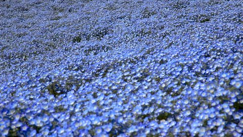 Nemophila Flower Field Baby Blue の動画素材 ロイヤリティフリー Shutterstock