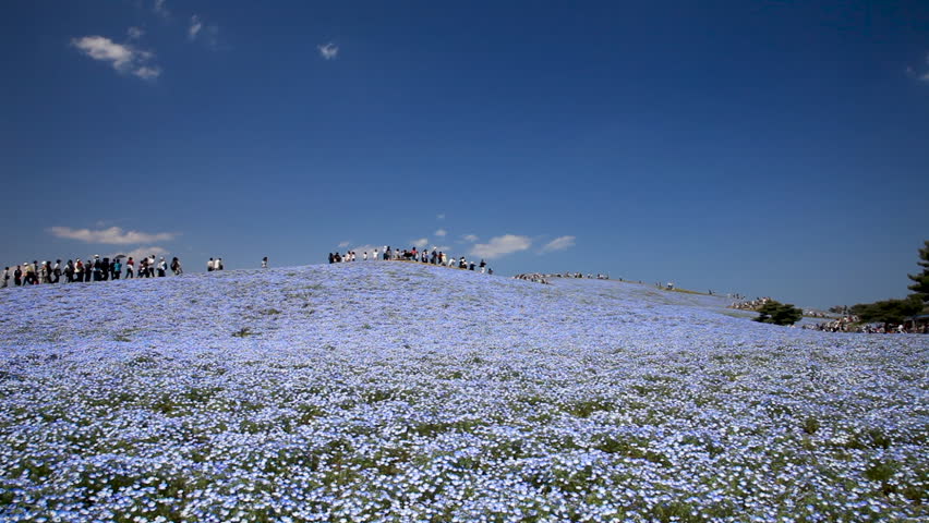 Blooming hills of nemophila, Ibaraki prefecture in Japan Royalty-Free Stock Footage #1025918252