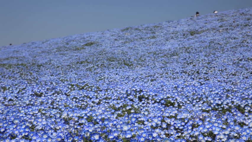 Blooming hills of nemophila, Ibaraki prefecture in Japan Royalty-Free Stock Footage #1025918261