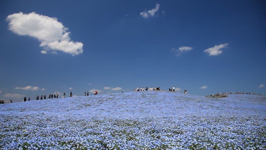 Timelapse, Blooming hills of nemophila, Ibaraki prefecture in Japan Royalty-Free Stock Footage #1025918309