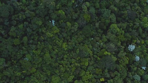 Aerial view of Forest and greenery in Petropolis, Brazil