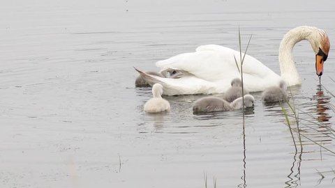 



swan with cygnets swimming in the lake and search feed 