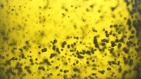 Macro shot of yellow olive oil that is poured in slow motion into a glass container and small bubbles rise to the top on a black matte background. Close shot of oil. Foodstyle. Food video. Art video.