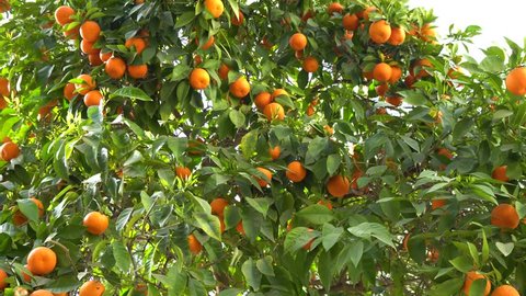 Picture of ripe lemons in garden. Ripe lime trees on citrus plantation.