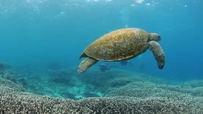 Turtle and scuba divers in tropical blue water