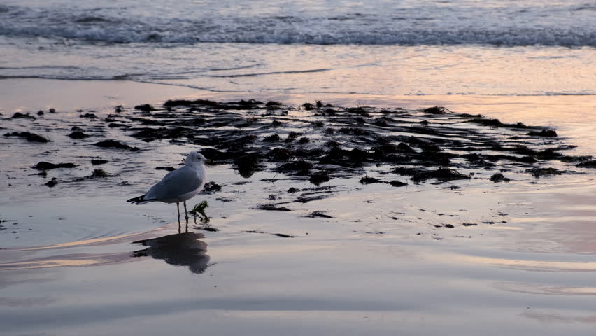 Bird walks alone on Sunset Beach