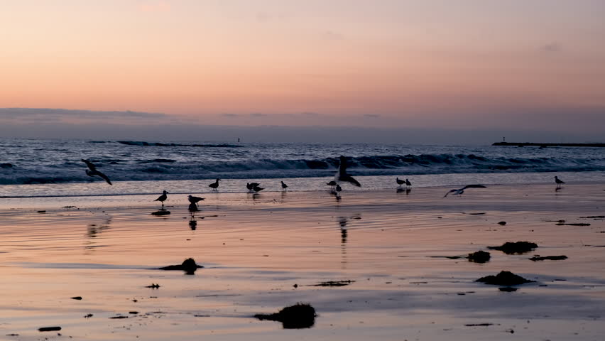Birds walk on Beach during Sunset