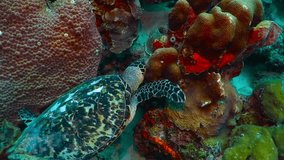 Sea turtle feeding on the coral reef. Tropical underwater video, scuba diving with the sea turtles. Colorful marine scenery, ocean animal. Tortoise in the sea.