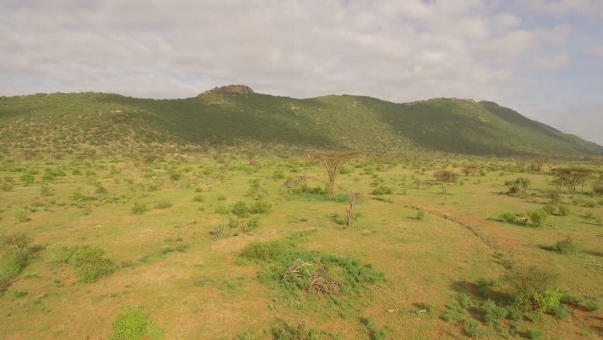 Aerial move over green bushland with tree, Samburu kenya