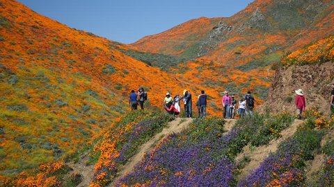 Lake Elsinore, California/USA - March 15, 2019: Tourists view and photograph the wildflower Super Bloom occurring in California, dense blooms of golden poppy flowers