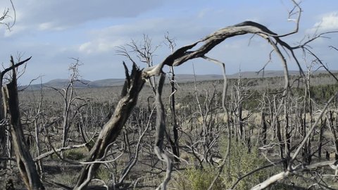 MESA VERDE NATIONAL PARK, COLORADO - MAY 2014: Point of View - Driving by dead trees and desolation following the Long Mesa wild fire in 2002. Over 2600 acres burned in that devastating fire.
