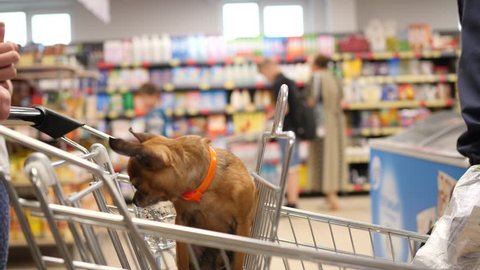small dog is sitting in supermarket cart an looks around in 4K slow motion close up video