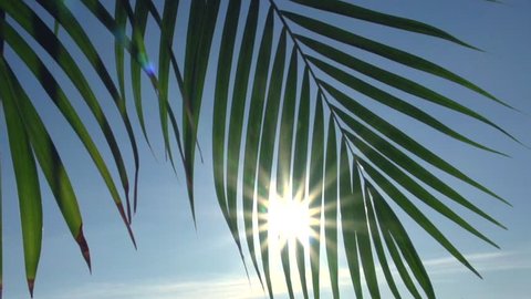 Through palm leaves the sun shines. Palm leaves sway in the wind. High speed camera shot. Full HD 1080p.