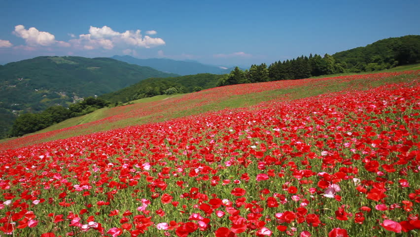 Poppy Flower Field, Saitama Prefecture, 스톡 동영상 비디오(100% 로열티 프리) 1025956160 | Shutterstock