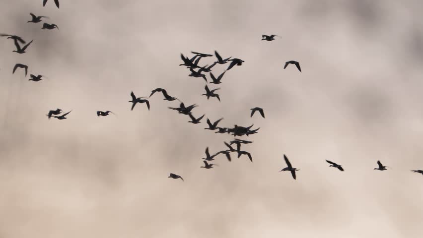 Flock of geese flying in formation viewed through branches