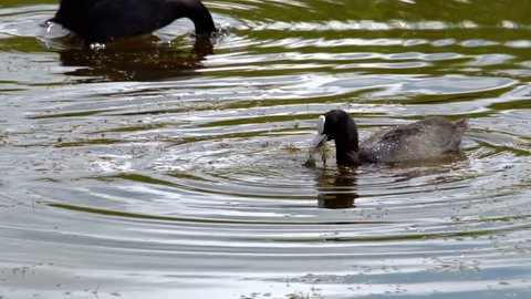 Black coot duck dives in the pond under the water. The duck is looking for food at the bottom of the pond.
