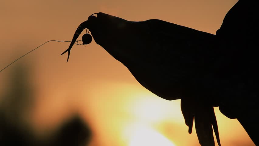 pike silhouette with silicone bait in the mouth at sunset
