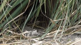 HD Video of one ground squirrel crouching in tall pampas grass. The ground squirrel is known for its tendency to rise up on its hind legs whenever it senses nearby danger.