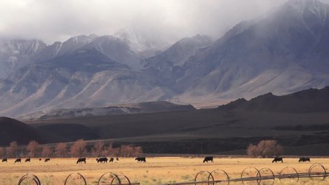 Livestock Cattle Graze Sierra Nevada Mountain Ranch