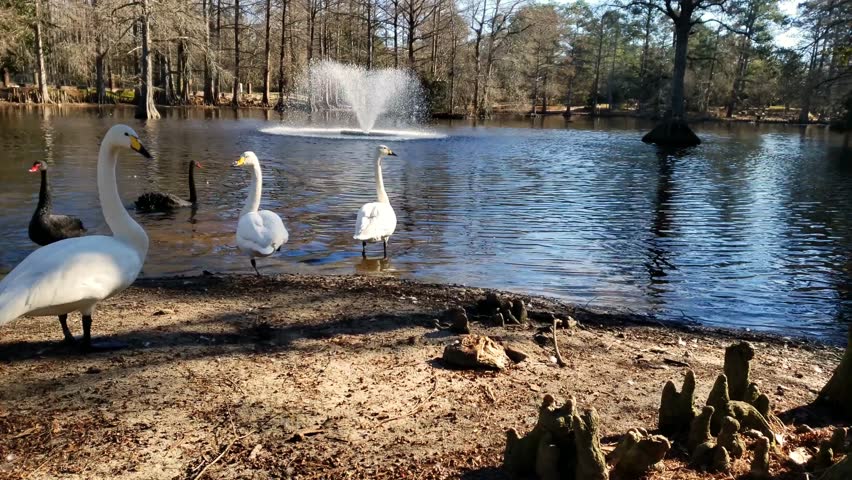 Swans on the shore with a fountain in the background. //Pan Shot
