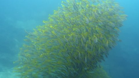 Gigantic shoal of fish silhouette under the sea