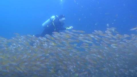 Gigantic shoal of fish silhouette under the sea