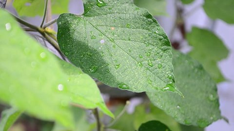 drop of water on Green leaf after rain
