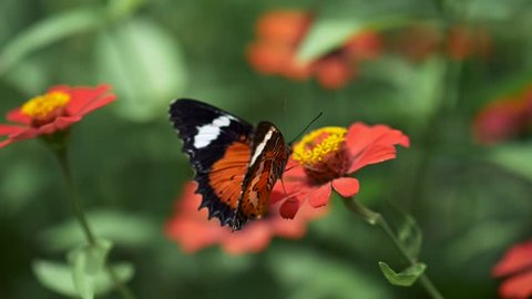 Butterfly on a red flower. Slow motion close-up shot