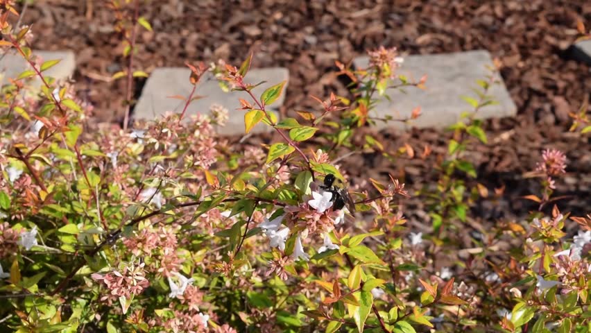 A bee making the best of fall weather