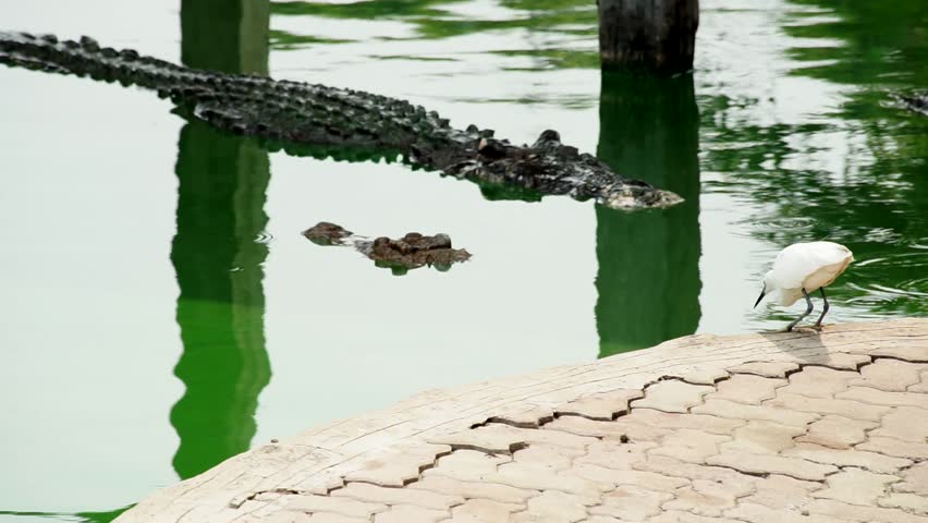 Alligators Laying on Each Other Egret Birds 