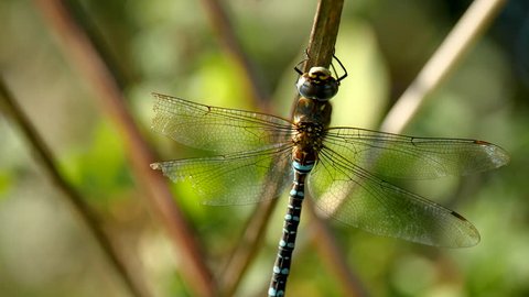 Dragon Fly Resting on a Twig whilst Cleaning its Eyes - 4k Footage
