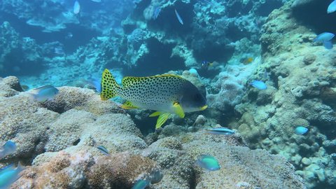 Small school of Oblique-banded Sweetlips on the reef. POV swim approaching them. Underwater.