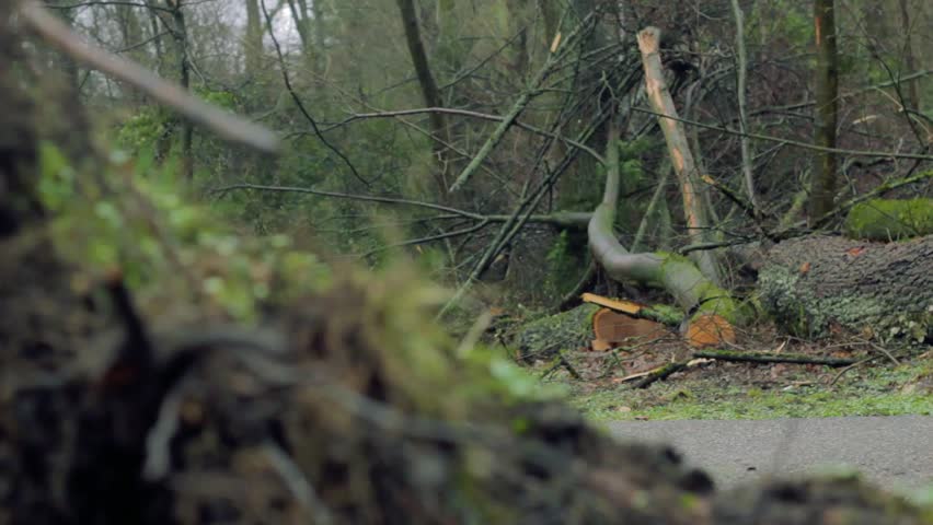 Broken and Fallen Tree near Roadside and Walkway