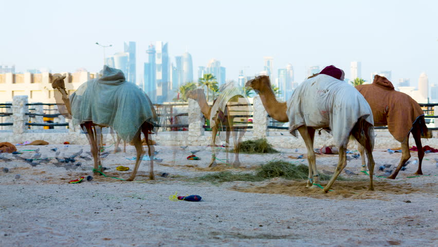 Camels in Souq Waqif - Timelapse