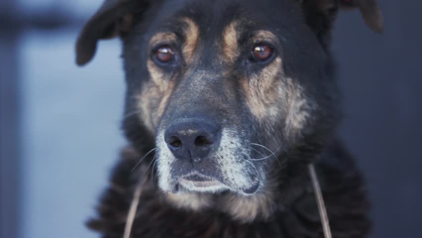 Sad lonely mixed-breed dog on a chain looking around, waiting to be adopted. Need of love, no home, unhappy homeless dog. Animal shelter concept. Frightened dog on a chain, adoption for pets | Shutterstock HD Video #1025986229