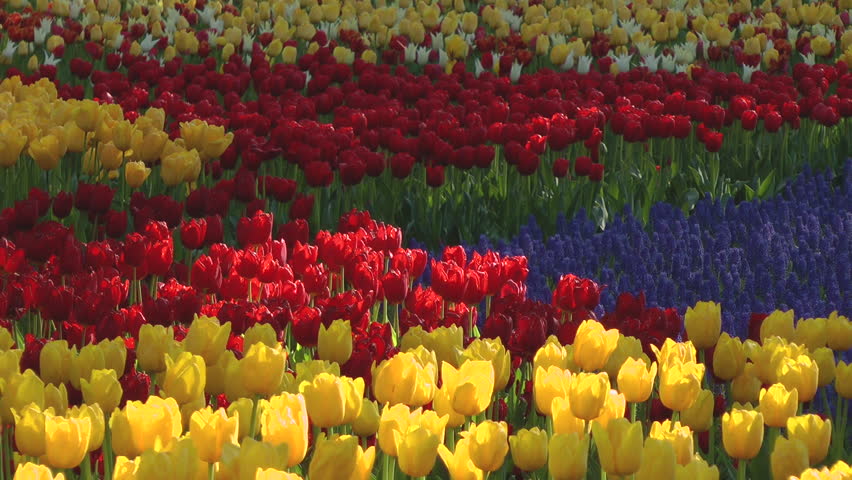 Tulip flower bed, Ibaraki prefecture in Japan Royalty-Free Stock Footage #1025988305