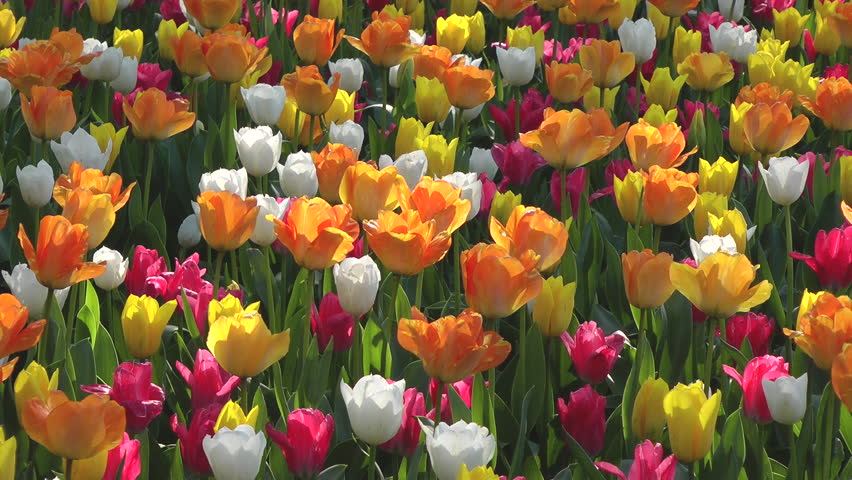 Tulip flower bed, Ibaraki prefecture in Japan Royalty-Free Stock Footage #1025988308
