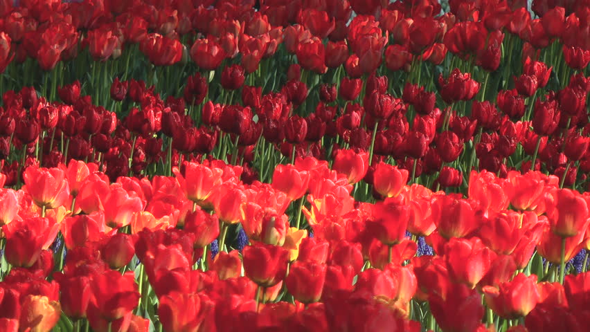 Tulip flower bed, Ibaraki prefecture in Japan Royalty-Free Stock Footage #1025988320