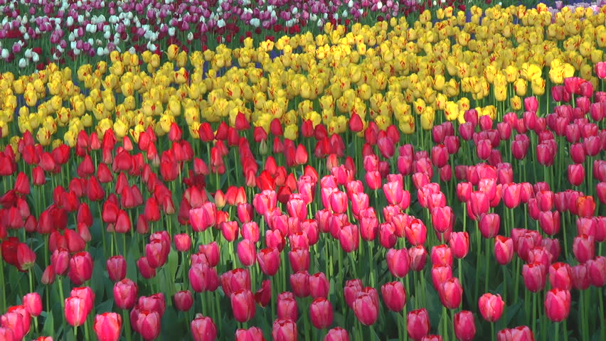 Tulip flower bed, Ibaraki prefecture in Japan Royalty-Free Stock Footage #1025988350