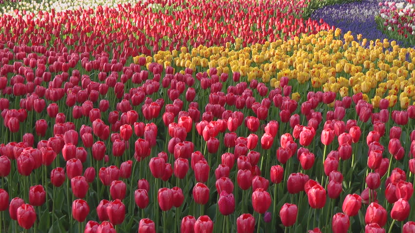 Tulip flower bed, Ibaraki prefecture in Japan Royalty-Free Stock Footage #1025988353
