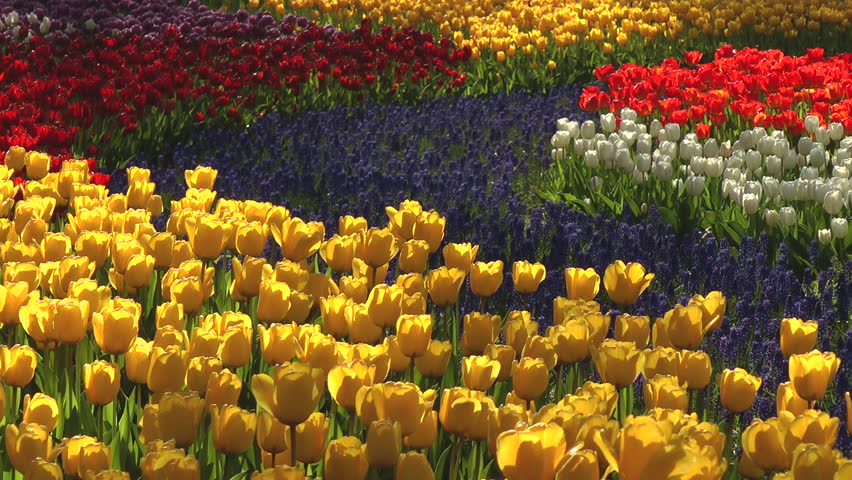 Tulip flower bed, Ibaraki prefecture in Japan Royalty-Free Stock Footage #1025988356