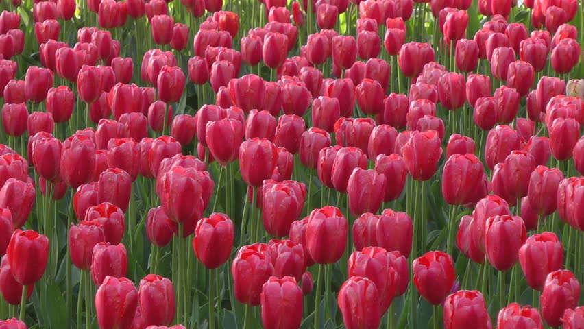 Tulip flower bed, Ibaraki prefecture in Japan Royalty-Free Stock Footage #1025988365