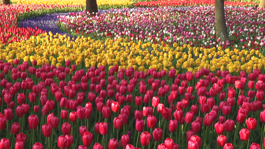 Tulip flower bed, Ibaraki prefecture in Japan Royalty-Free Stock Footage #1025988368