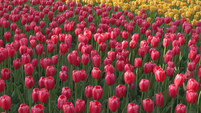 Tulip flower bed, Ibaraki prefecture in Japan Royalty-Free Stock Footage #1025988377