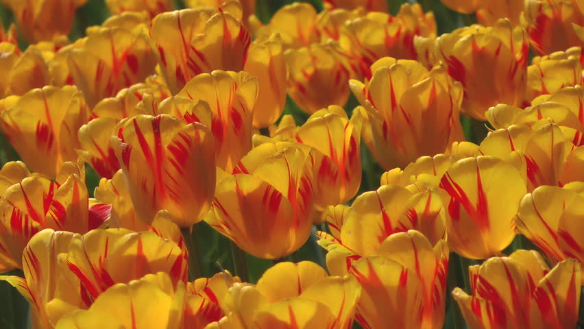 Tulip flower bed, Ibaraki prefecture in Japan Royalty-Free Stock Footage #1025988401
