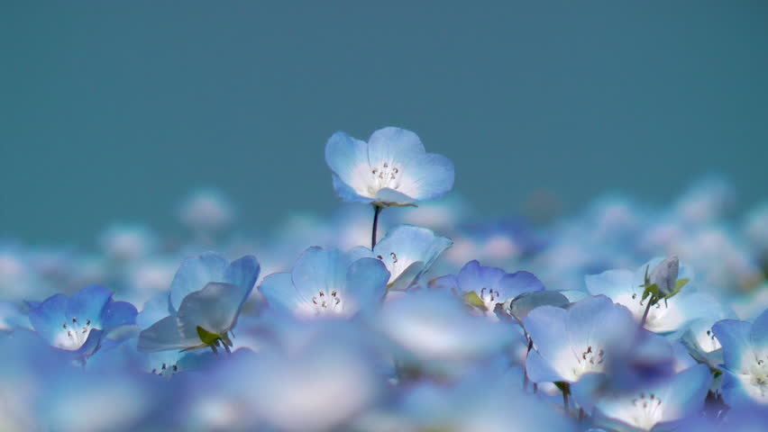 Blooming hills of nemophila, Ibaraki prefecture in Japan Royalty-Free Stock Footage #1025988443