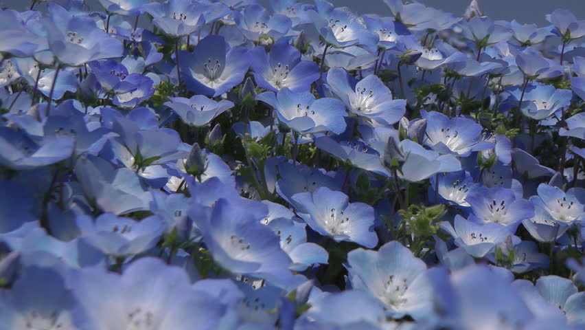 Blooming of nemophila, Ibaraki prefecture in Japan Royalty-Free Stock Footage #1025988485