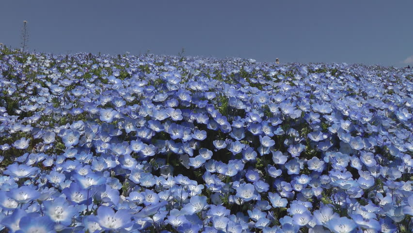 Blooming hills of nemophila, Ibaraki prefecture in Japan Royalty-Free Stock Footage #1025988503
